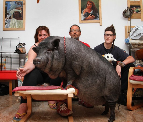 意寵物豬愛(ài)吃甜食重達(dá)90公斤 英豬寶貝游泳回家夠聰明