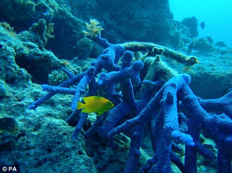 英科學家利用珊瑚研制防曬藥片 效果可持續數周