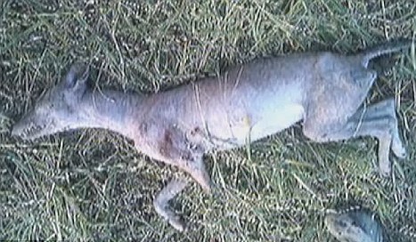 美國獵人射殺疑似神秘吸血怪獸