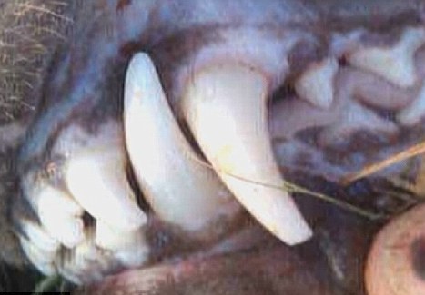 美國獵人射殺疑似神秘吸血怪獸