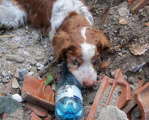 意大利可憐狗狗遭無情主人活埋 苦撐40小時神奇獲救