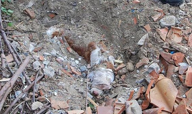 意大利可憐狗狗遭無情主人活埋 苦撐40小時神奇獲救