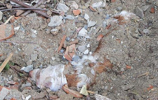 意大利可憐狗狗遭無情主人活埋 苦撐40小時神奇獲救