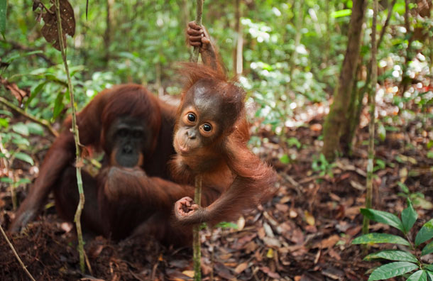 英國攝影師拍下猩猩生活照 動人瞬間盡顯母子親情