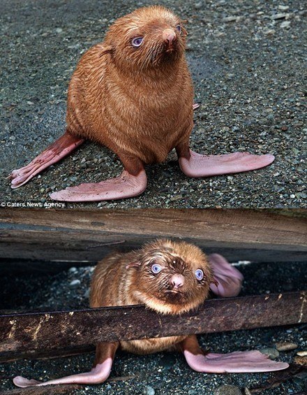 “貪財”海獅吞硬幣身體不適 孤獨海豹“棕發碧眼”成明星