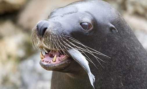 “貪財”海獅吞硬幣身體不適 孤獨海豹“棕發(fā)碧眼”成明星