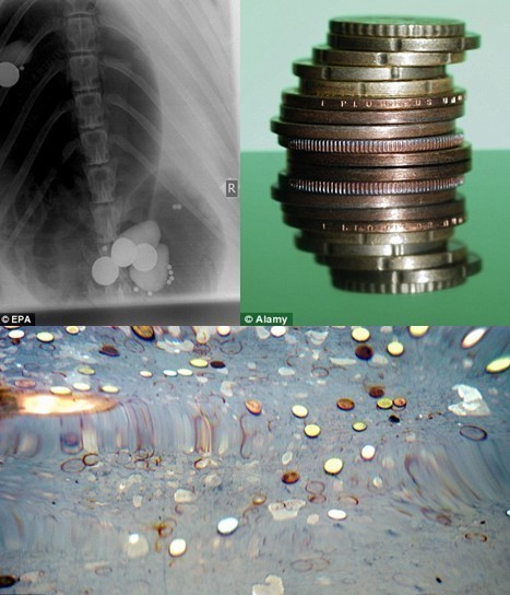 “貪財”海獅吞硬幣身體不適 孤獨海豹“棕發(fā)碧眼”成明星