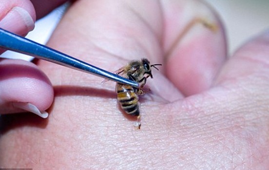 蜂毒祛皺系列化妝品即將面世 可增強(qiáng)肌膚彈性延緩衰老