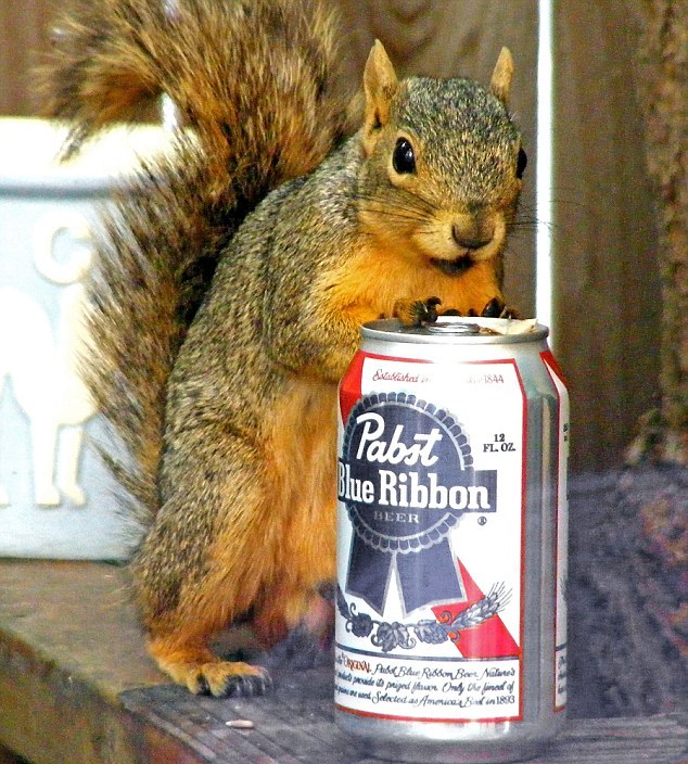 圖：小松鼠“愛上”塑料霸王龍 又親又抱真逗樂