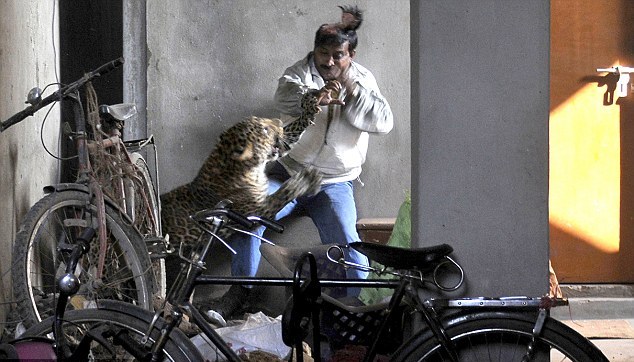 豹子闖入印度居民區(qū)重傷4人 男子徒手招架被掀掉頭皮