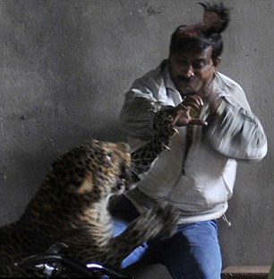 豹子闖入印度居民區(qū)重傷4人 男子徒手招架被掀掉頭皮