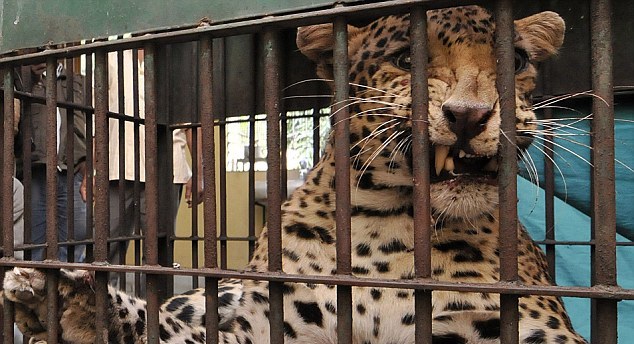 豹子闖入印度居民區(qū)重傷4人 男子徒手招架被掀掉頭皮