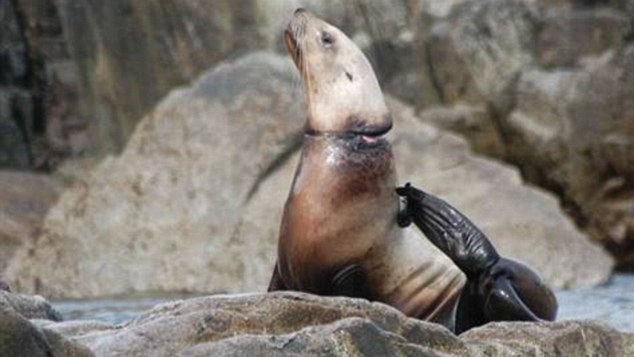 大批海獅海豹因海洋垃圾慘死 人類停止亂扔垃圾責無旁貸