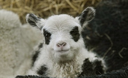 英農場主培育出“熊貓羊羔” 黑眼圈、黑耳朵萌煞人