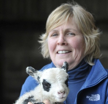 英農場主培育出“熊貓羊羔” 黑眼圈、黑耳朵萌煞人