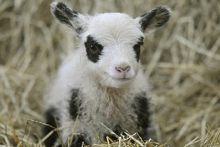 英農場主培育出“熊貓羊羔” 黑眼圈、黑耳朵萌煞人