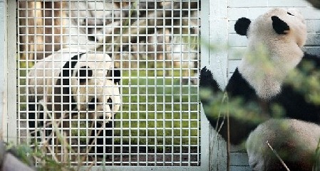 英農場主培育出“熊貓羊羔” 黑眼圈、黑耳朵萌煞人