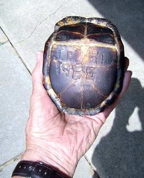 兒子在龜腹部刻字將其放生 47年后老爸意外重拾