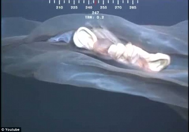 罕見水母抑或鯨胎盤? 深海水下攝像機拍到神秘漂浮物