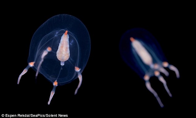 夢幻般的美 挪威峽灣深海水母罕見照