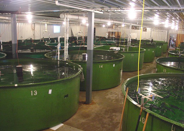 世界首條轉(zhuǎn)基因鮭魚(yú)將擺上美國(guó)餐桌 生長(zhǎng)速度快一倍