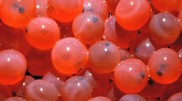 世界首條轉基因鮭魚將擺上美國餐桌 生長速度快一倍