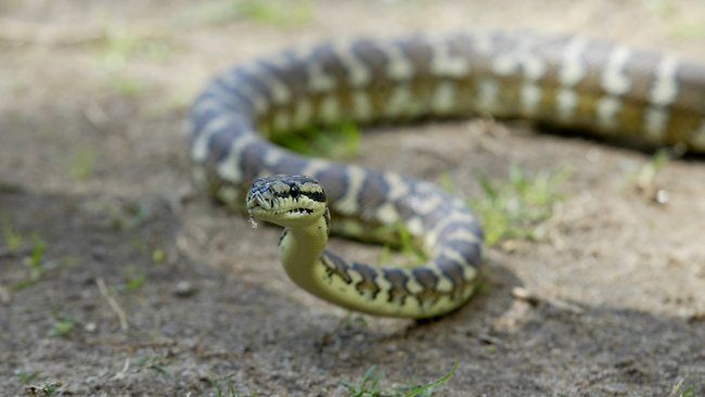 澳洲巨蟒半夜襲擊兩歲女童 勇敢母親徒手驅趕