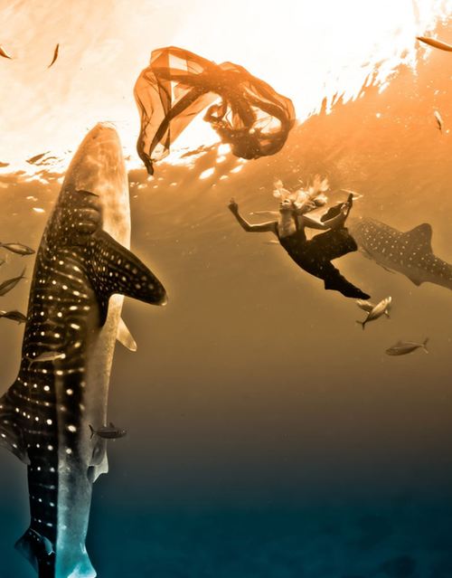 海底視覺盛宴：超模與鯊魚驚艷共舞