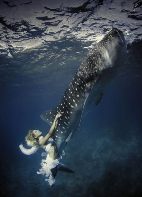 海底視覺盛宴:超模與鯊魚驚艷共舞