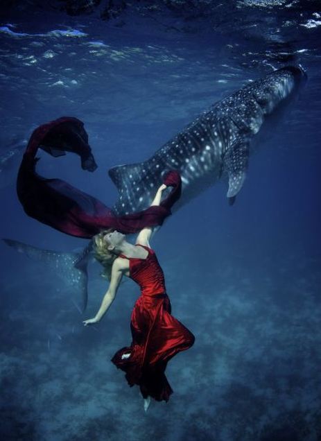 海底視覺盛宴:超模與鯊魚驚艷共舞