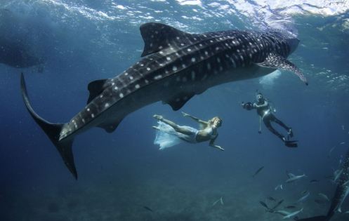 海底視覺盛宴：超模與鯊魚驚艷共舞