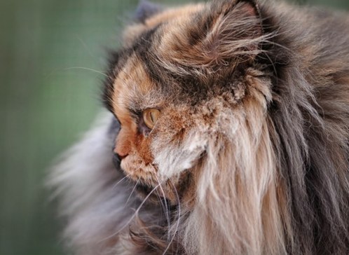 塞爾維亞罕見“雙面”貓咪 生性靦腆怕拍照