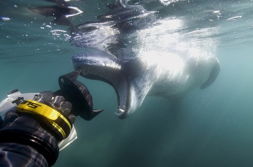 游入死亡之口:看豹形海豹如何捕食小企鵝