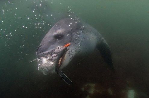 游入死亡之口:看豹形海豹如何捕食小企鵝