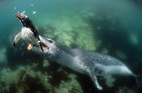 游入死亡之口:看豹形海豹如何捕食小企鵝