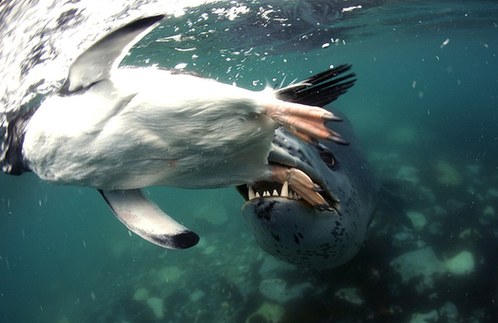 游入死亡之口：看豹形海豹如何捕食小企鵝