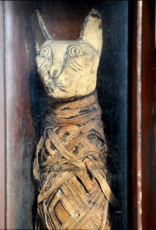 英男子家中驚現貓咪木乃伊 兩千年保存完好