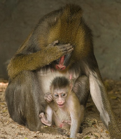 曬日光浴、說(shuō)悄悄話、害怕鏡頭 動(dòng)物擬人照妙趣橫生