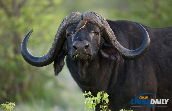 獵手瞬間變獵物 南非獅子進攻水牛不成倉皇逃跑