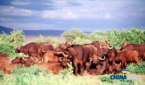 獵手瞬間變獵物 南非獅子進攻水牛不成倉皇逃跑