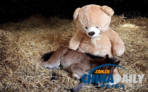 圖：小馬駒把泰迪熊當“媽媽” 形影不離依偎撒嬌