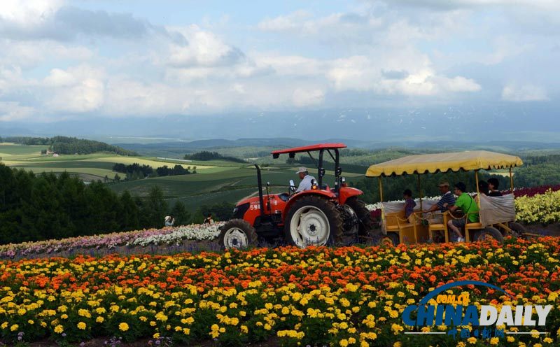 組圖：日本北海道花海似彩虹 游人徜徉流連忘返