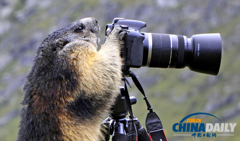 盤點動物界的“攝影大師”（高清組圖）