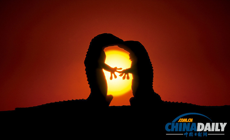 七夕動物秀恩愛 跨越物種情亦堅（高清組圖）