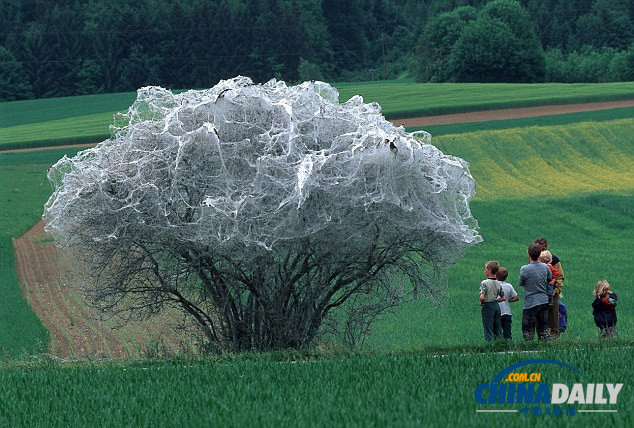 瑞士數千毛蟲結網蓋大樹景象詭異
