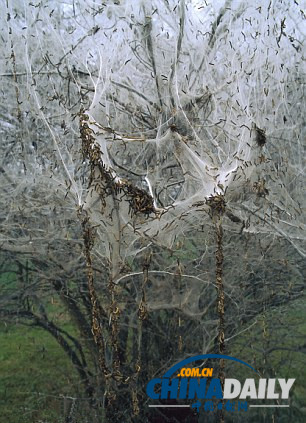 瑞士數千毛蟲結網蓋大樹景象詭異