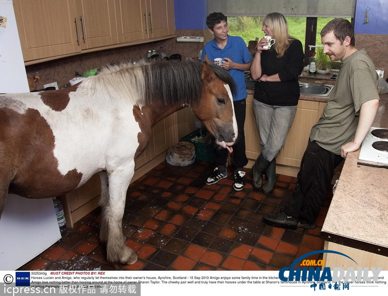 馬兒不怕生 融入人類家庭超和諧