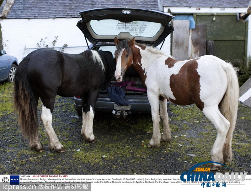 馬兒不怕生 融入人類家庭超和諧