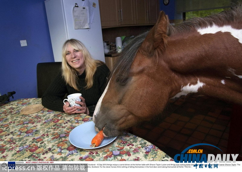 馬兒不怕生 融入人類家庭超和諧