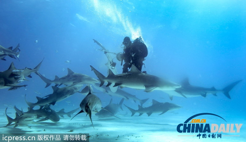 兇悍虎鯊強奪攝影機 捍衛自身肖像權